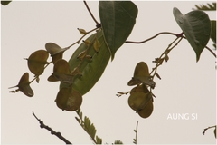 Dioscorea oppositifolia